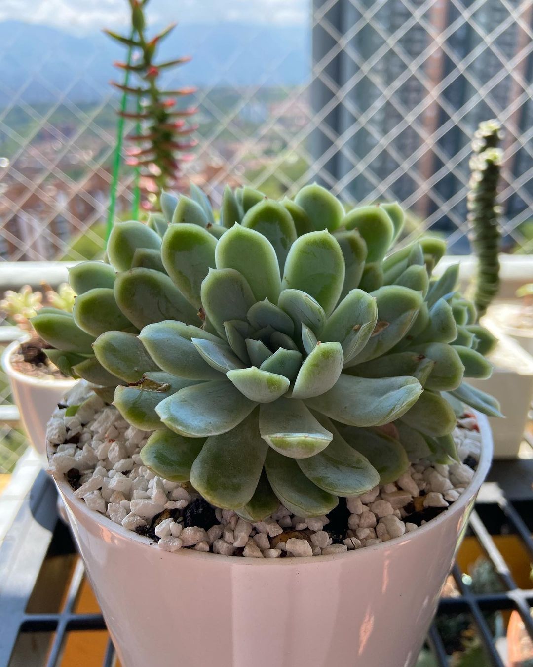 Foto de echeveria elegans 15 - 16