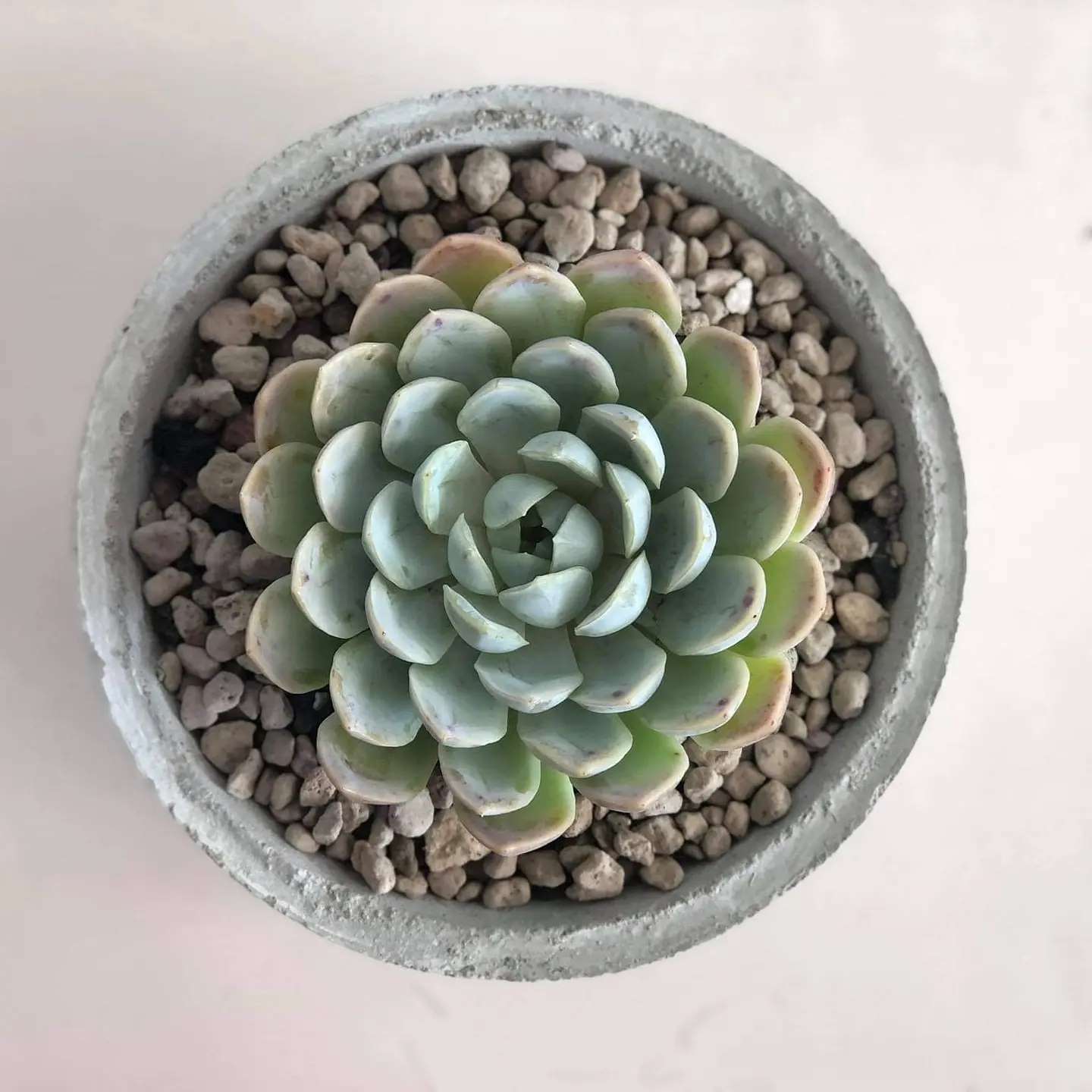 Foto de echeveria elegans 17 - 15