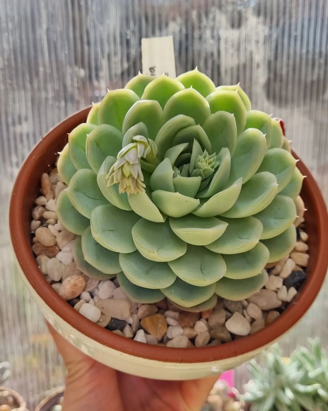 Foto de echeveria elegans 18 - 20