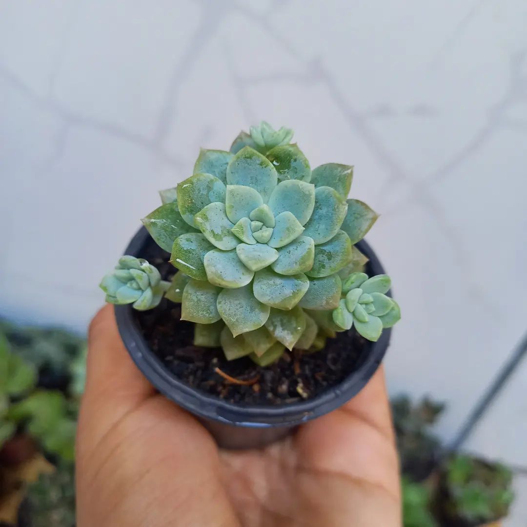 Foto de echeveria elegans 19 - 21