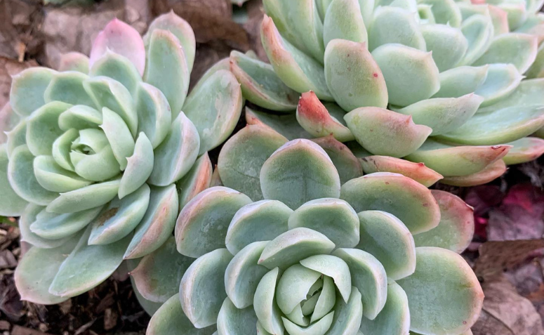 Foto de echeveria elegans 2 - 1