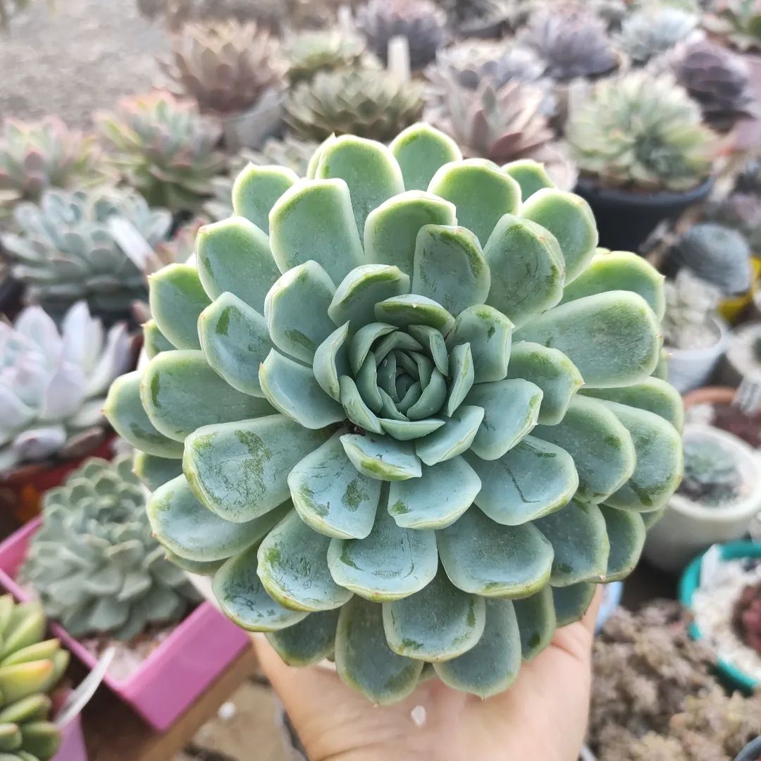 Foto de echeveria elegans 4 - 14