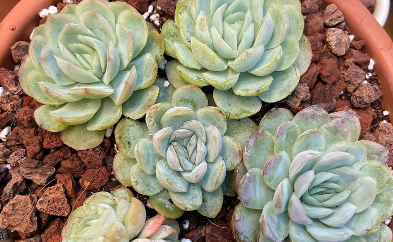 Foto de echeveria elegans 5 - 11