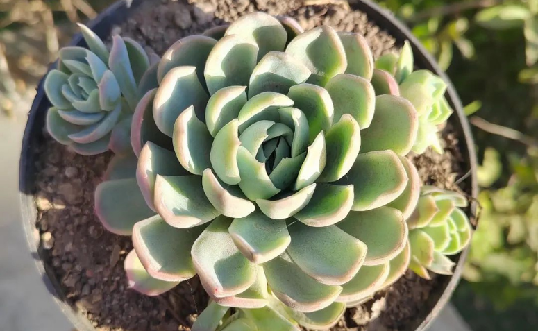 Foto de echeveria elegans 6 - 2