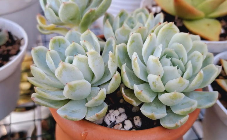 Foto de echeveria elegans 7 - 3