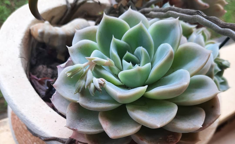 Foto de echeveria elegans 8 - 9