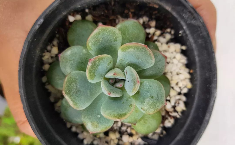 Foto de echeveria elegans 9 - 7