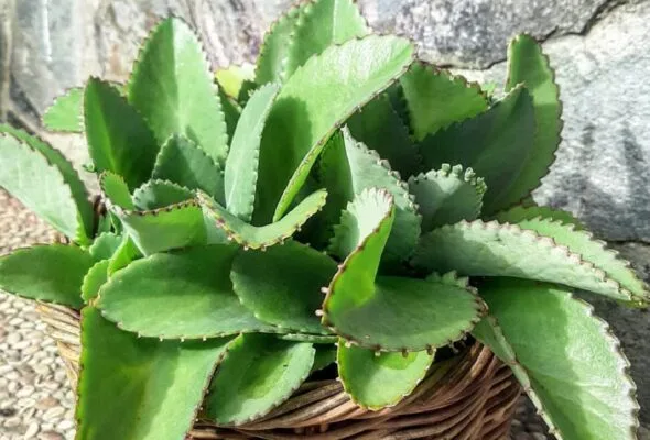 Folha-da-fortuna: benefícios e dicas para cultivar a planta medicinal