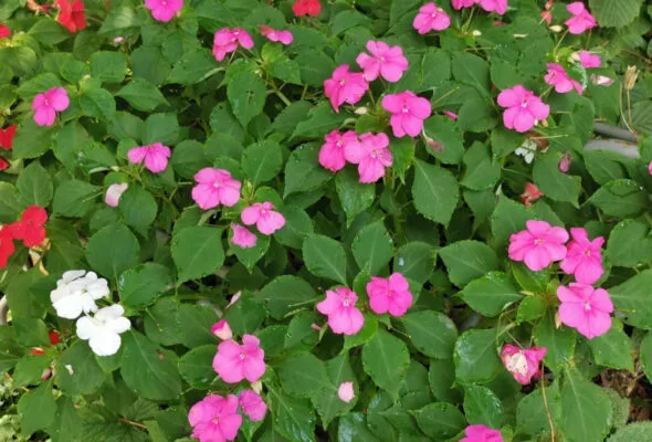 Como cultivar maria-sem-vergonha, a flor ideal para colorir seu jardim