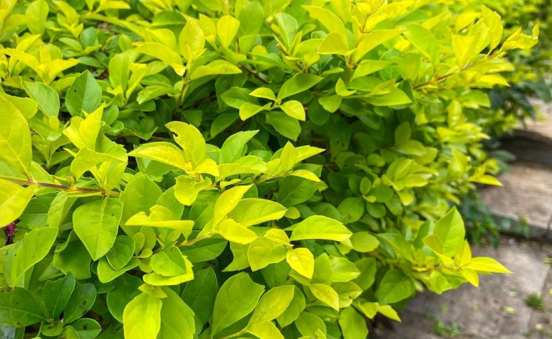 Pingo-de-ouro: dicas profissionais para cultivar o arbusto
