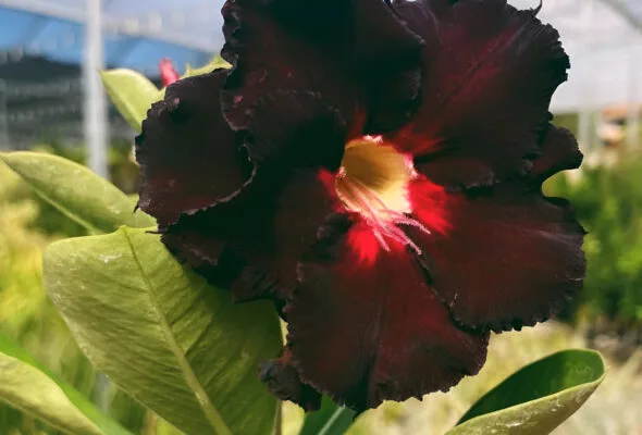 Rara e fascinante: como cultivar uma rosa-do-deserto preta com sucesso
