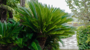 Foto de cica 00 - 34