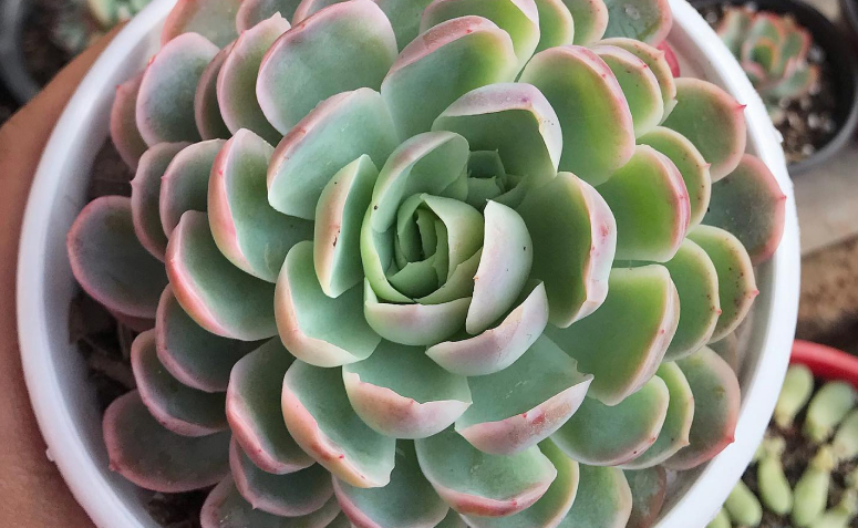 Foto de echeveria elegans 005 - 10