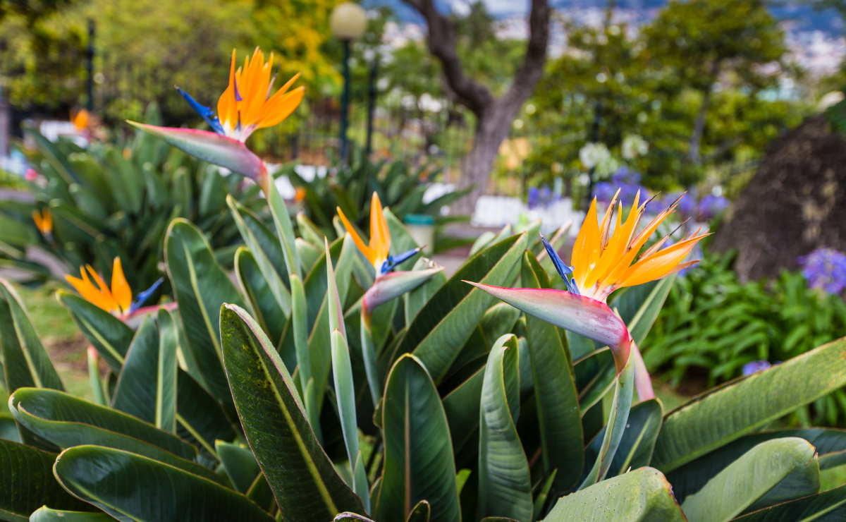 Dicas para cultivar estrelícia, uma flor tropical de presença marcante