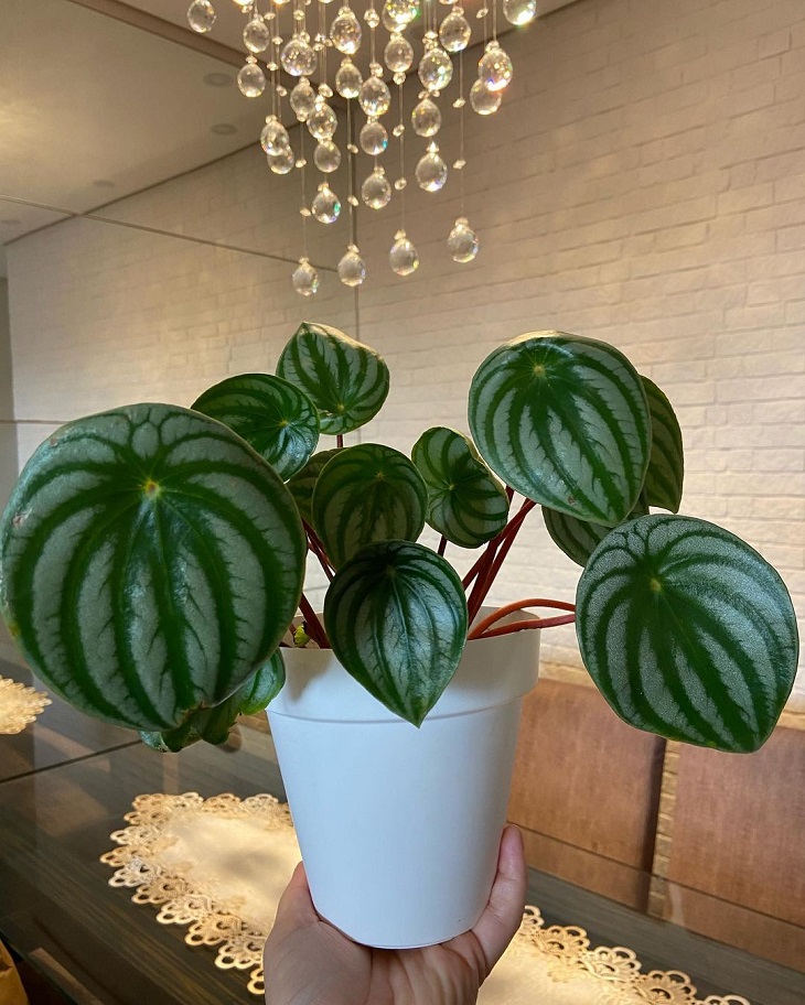 Foto de peperomia melancia 11 - 13