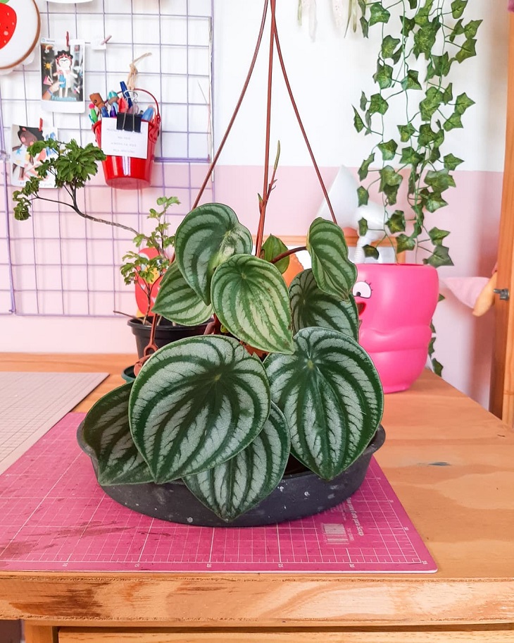 Foto de peperomia melancia 15 - 17