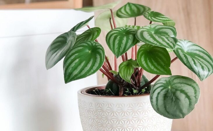 Foto de peperomia melancia 2 - 1