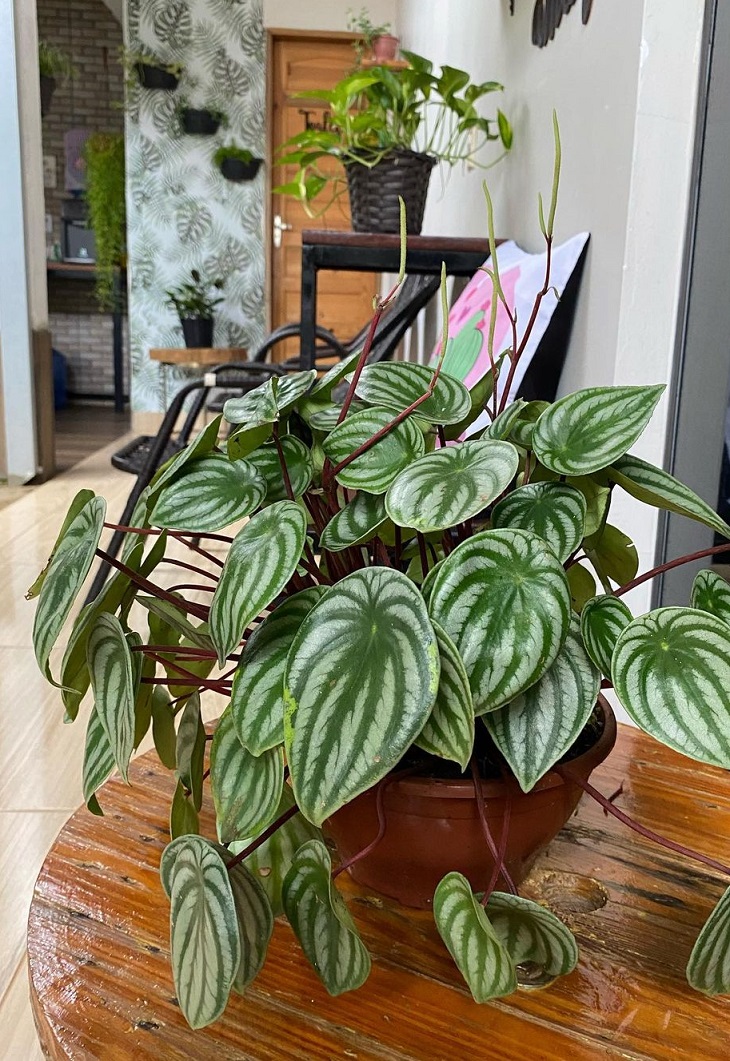 Foto de peperomia melancia 20 - 10