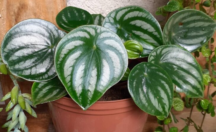 Foto de peperomia melancia 3 - 2