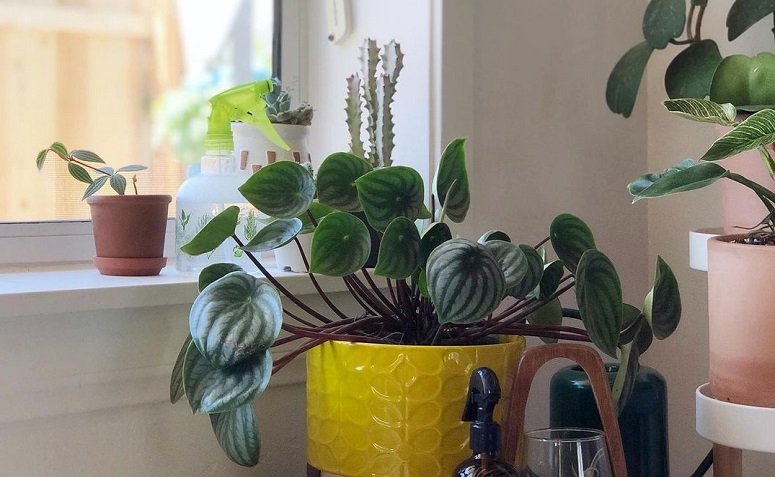 Foto de peperomia melancia 4 - 3