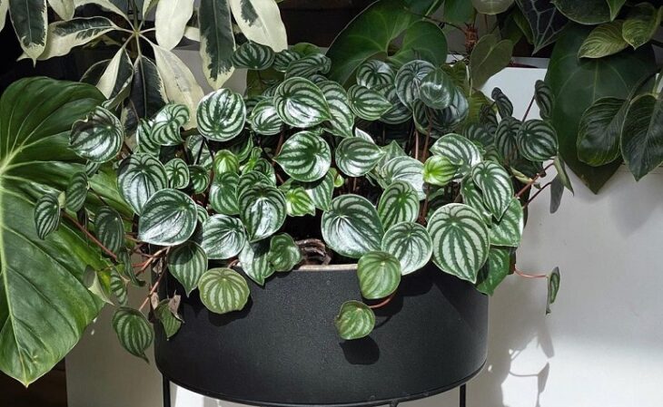 Foto de peperomia melancia 5 - 4