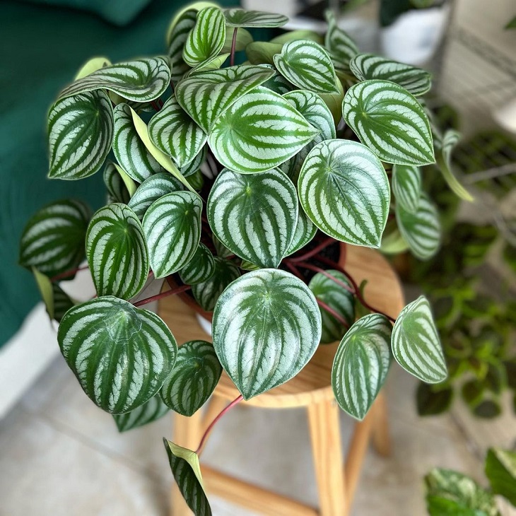 Foto de peperomia melancia 6 - 8