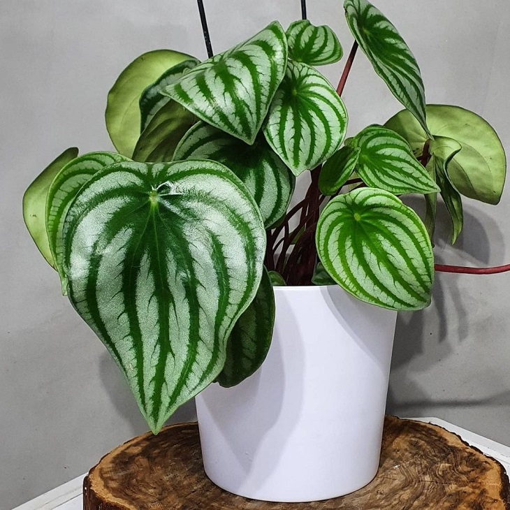 Foto de peperomia melancia 7 - 9