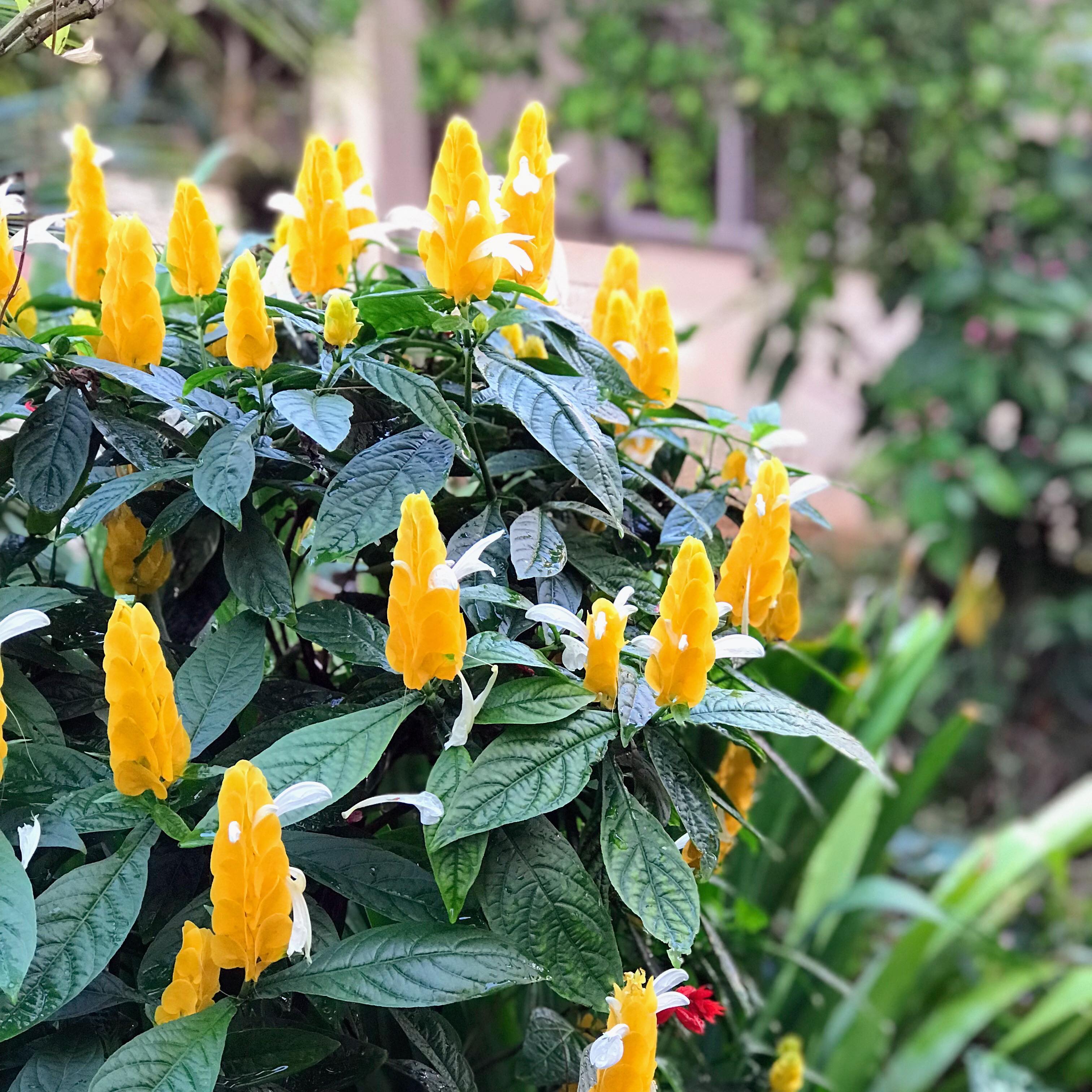 Foto de planta camarao amarelo 009 - 13