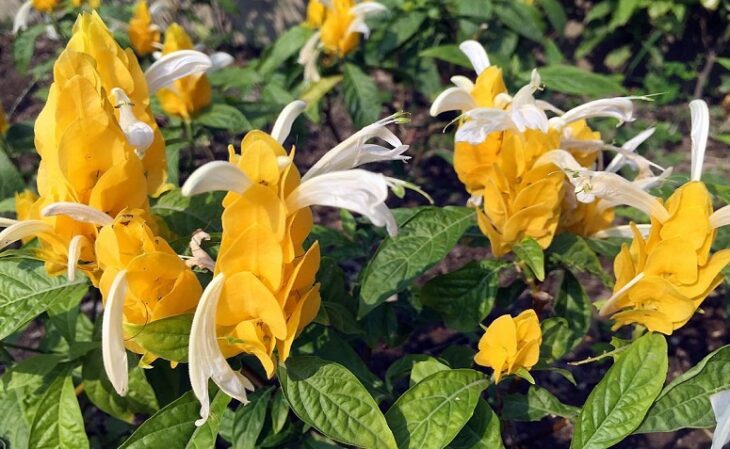 Foto de planta camarao amarelo 2 - 1