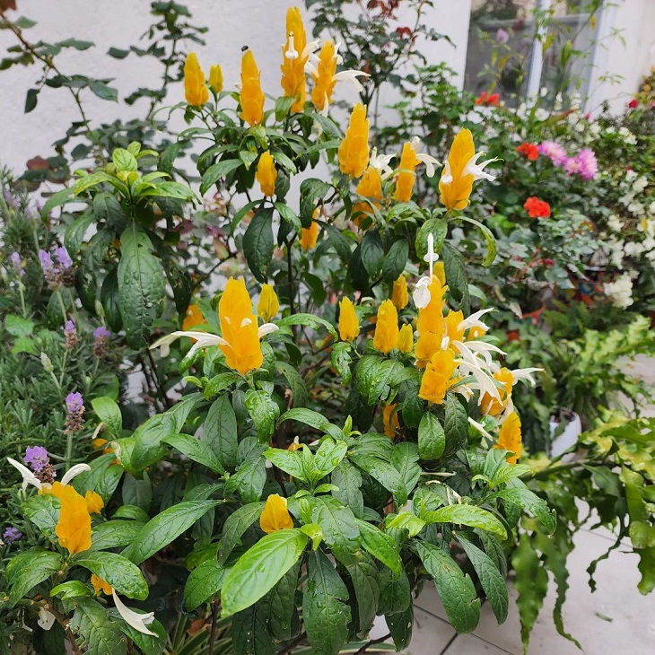 Foto de planta camarao amarelo 5 - 7