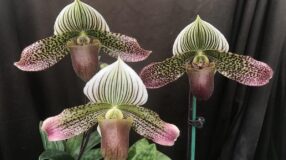 Foto de orquideas raras 1 - 6