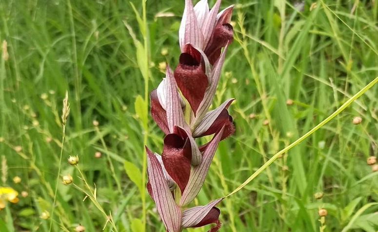 Foto de orquideas raras 3 - 2