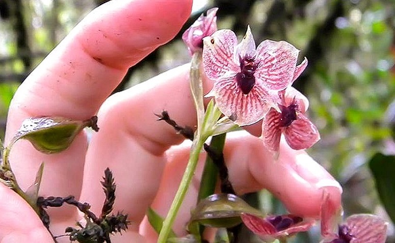 orquídeas raras