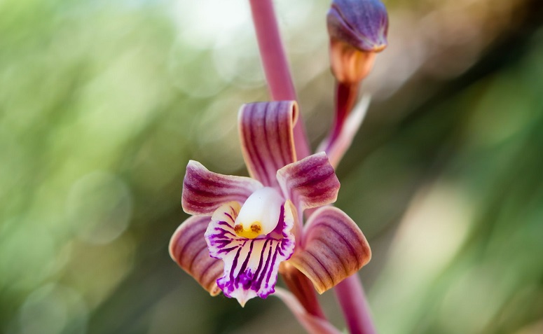 Foto de orquideas raras 8 - 7