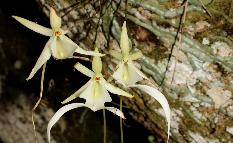 Foto de orquideas raras 9 - 8