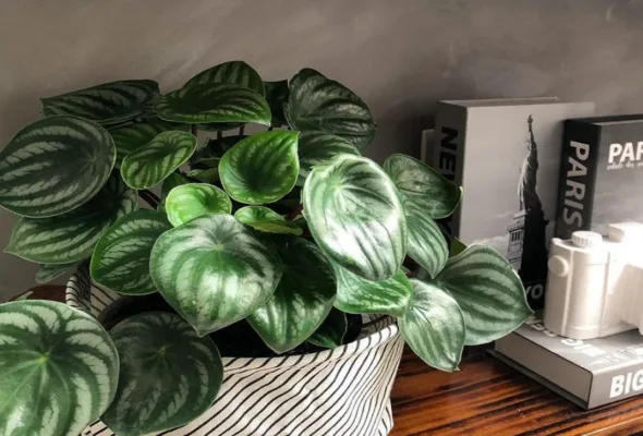 Dicas valiosas para cultivar peperômia melancia e usá-la na decoração