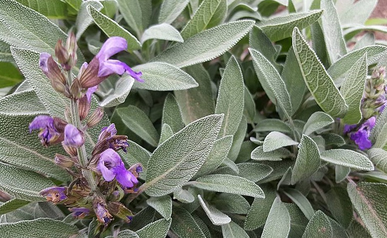 Foto de salvia 3 - 5