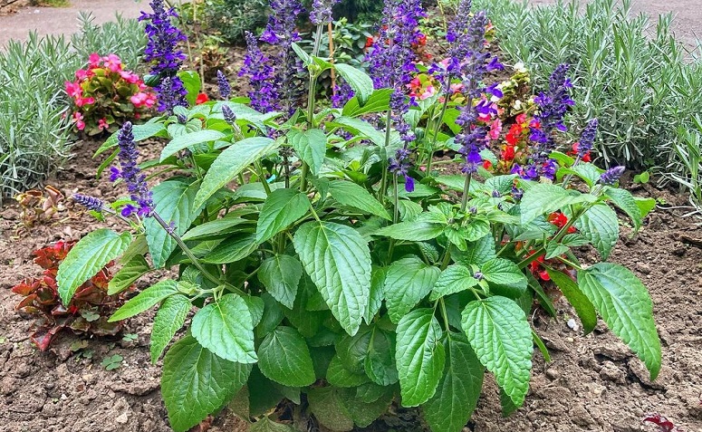 Foto de salvia 4 - 6