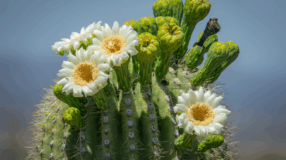 Foto de cacto com flores 00 - 4