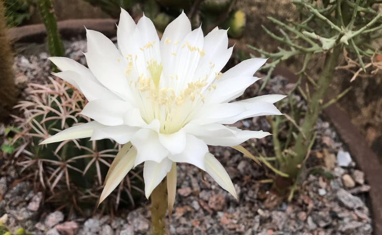 Foto de cactos com flores 000 - 11