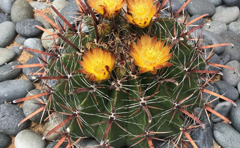 Foto de cactos com flores 006 - 7