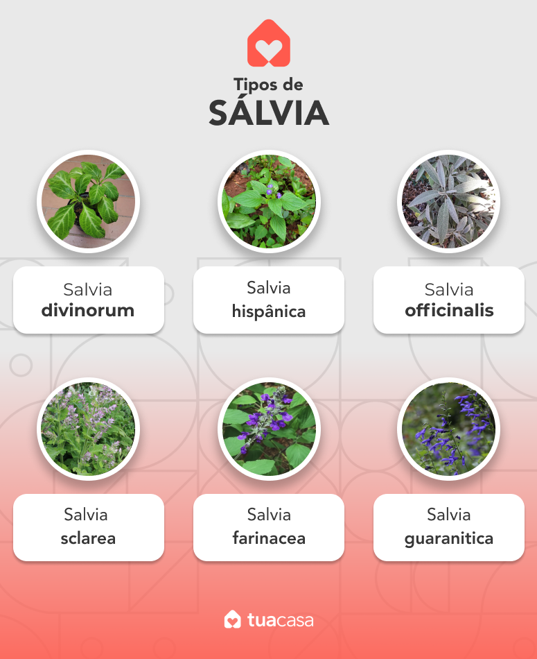 Foto de salvia 00 1 - 4