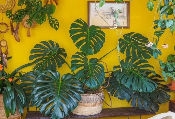 Costela-de-adão: como cultivar a folhagem tropical em casa