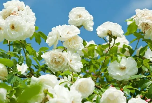 Rosa branca: significado e como cultivar a flor da paz
