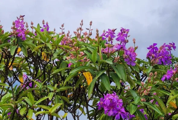 Guia de cuidados com a quaresmeira: dicas para um jardim florido