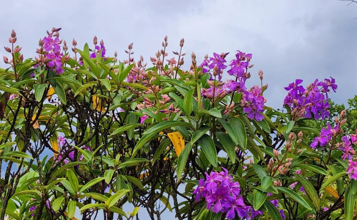 Guia de cuidados com a quaresmeira: dicas para um jardim florido