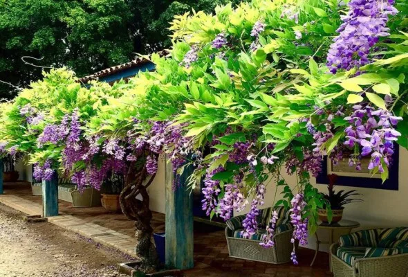 Dicas para cultivar a glicínia: símbolo de ternura e amor