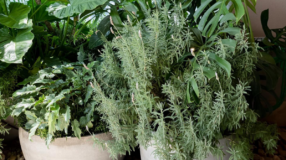 Foto de plantas que afastam baratas 000 - 7