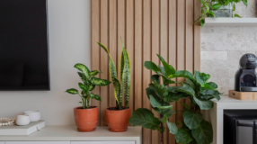 Foto de plantas quase impossiveis de matar 0 - 2