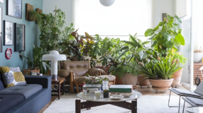 Foto de erros que podem matar suas plantas 00 - 1
